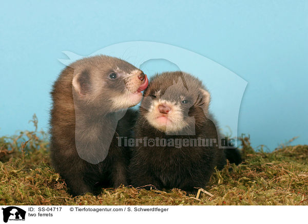two ferrets / SS-04717