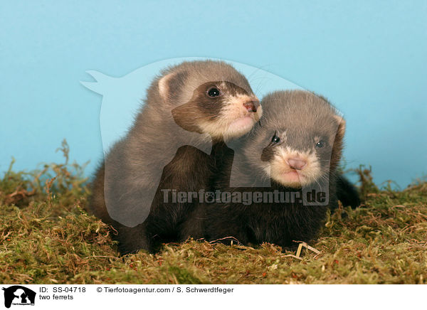 two ferrets / SS-04718
