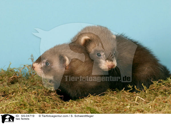 two ferrets / SS-04719