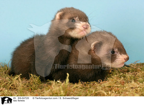 two ferrets / SS-04720