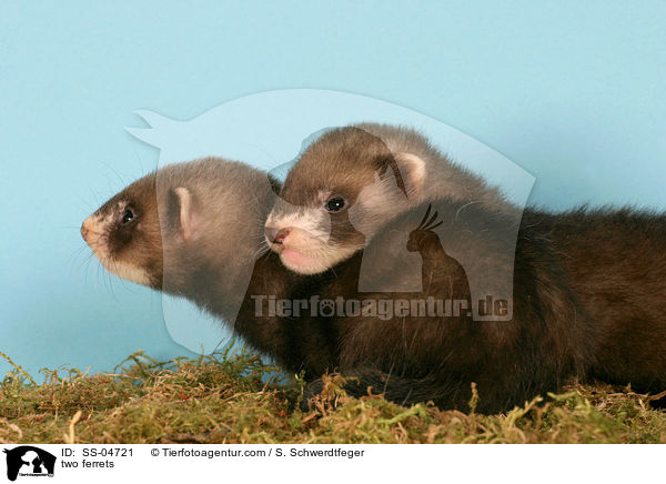 two ferrets / SS-04721