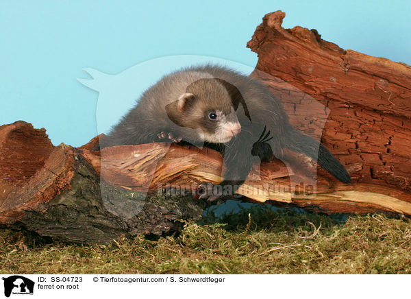 ferret on root / SS-04723