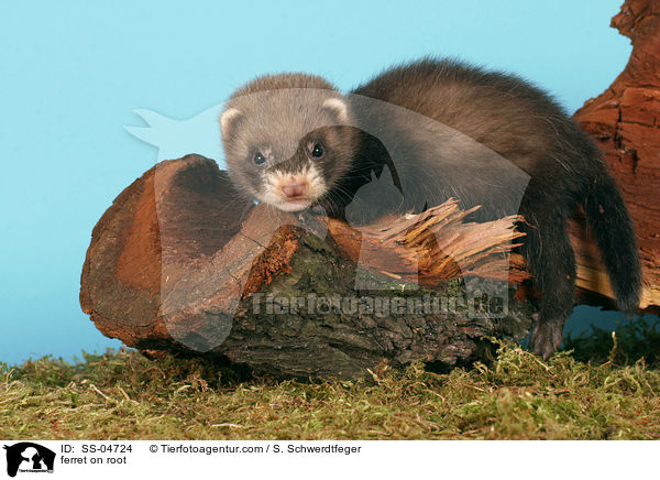 ferret on root / SS-04724