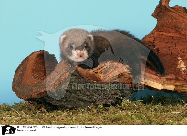 ferret on root / SS-04725