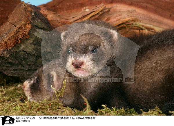 two ferrets / SS-04726