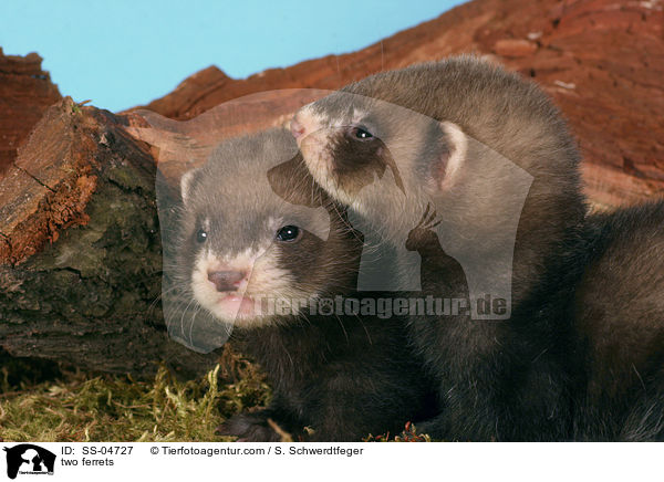 two ferrets / SS-04727