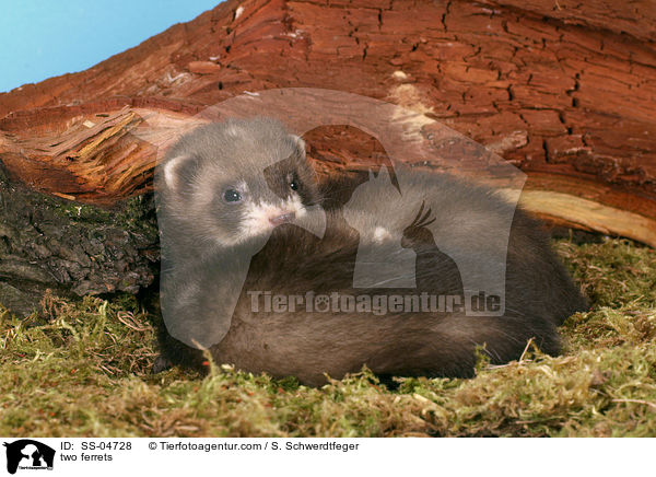 two ferrets / SS-04728