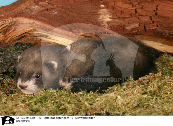 two ferrets / SS-04729