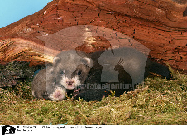 zwei Frettchen / two ferrets / SS-04730