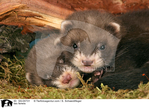 two ferrets / SS-04731