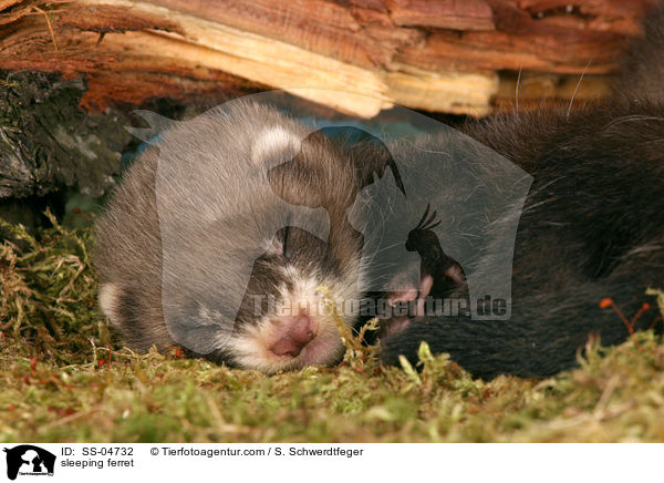 schlafendes Frettchen / sleeping ferret / SS-04732