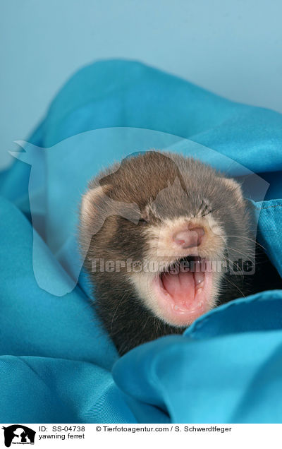 ghnendes Frettchen / yawning ferret / SS-04738