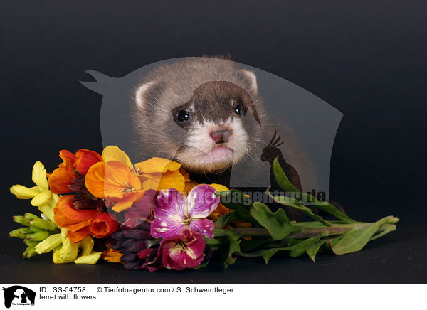 ferret with flowers / SS-04758