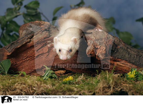 ferret on root / SS-04762