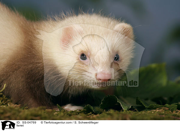 Frettchen / ferret / SS-04769