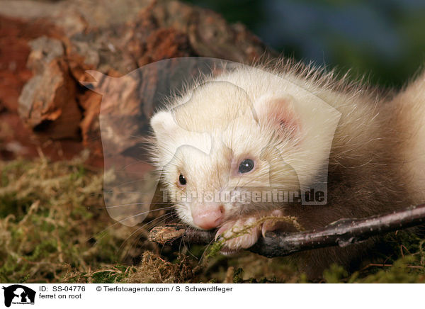 ferret on root / SS-04776