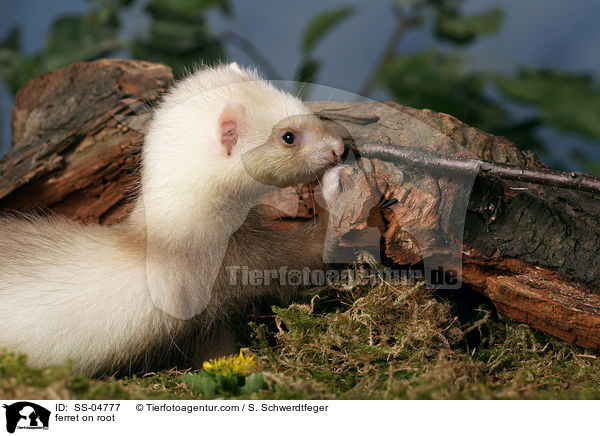 Frettchen auf Wurzel / ferret on root / SS-04777