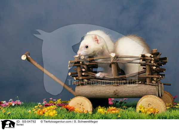 auf Wagen sitzendes Frettchen / ferret / SS-04792