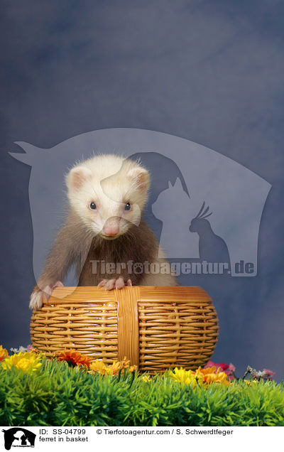 Frettchen im Krbchen / ferret in basket / SS-04799