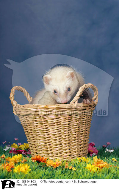 Frettchen im Krbchen / ferret in basket / SS-04803