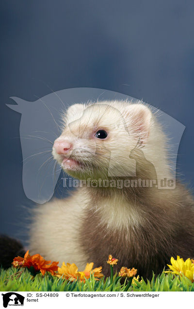 Siamfrettchen / ferret / SS-04809