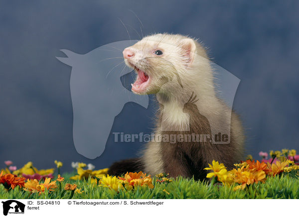 Siamfrettchen / ferret / SS-04810