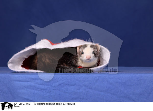 ferret / JH-07468