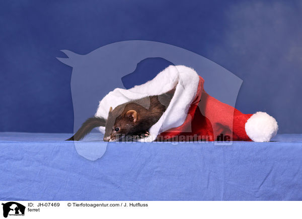 Frettchen / ferret / JH-07469