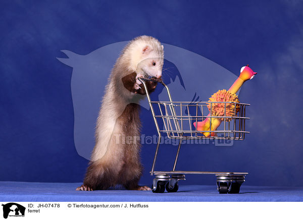 Frettchen / ferret / JH-07478