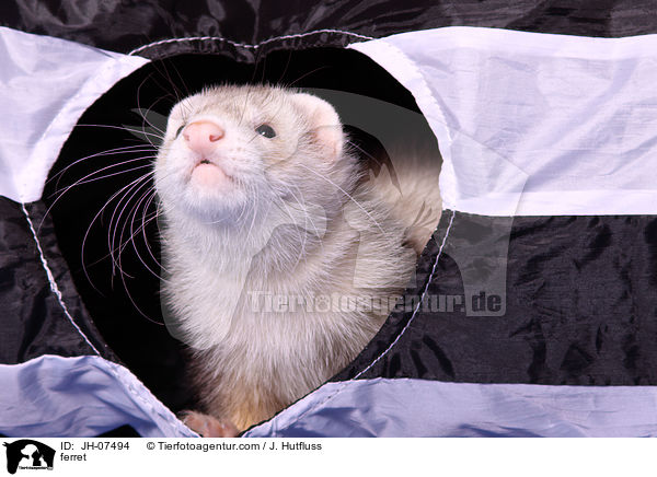 Frettchen / ferret / JH-07494