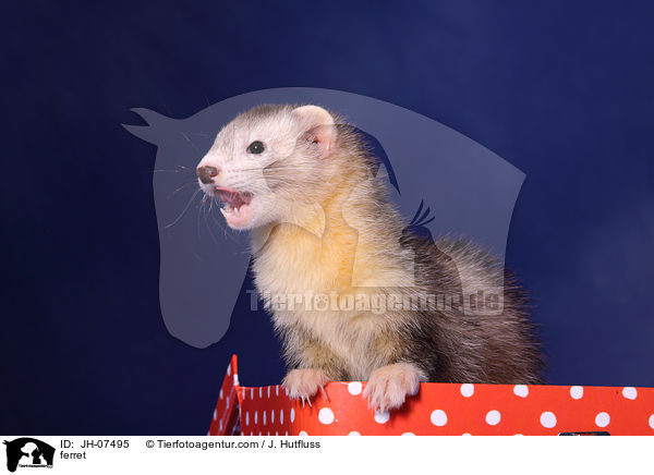 ferret / JH-07495