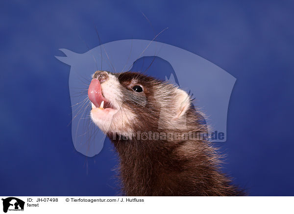 Frettchen / ferret / JH-07498