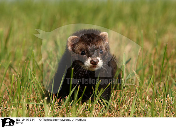 Frettchen / ferret / JH-07634
