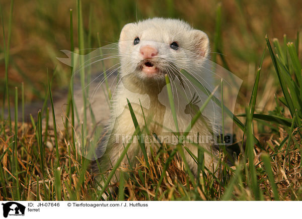 Frettchen / ferret / JH-07646