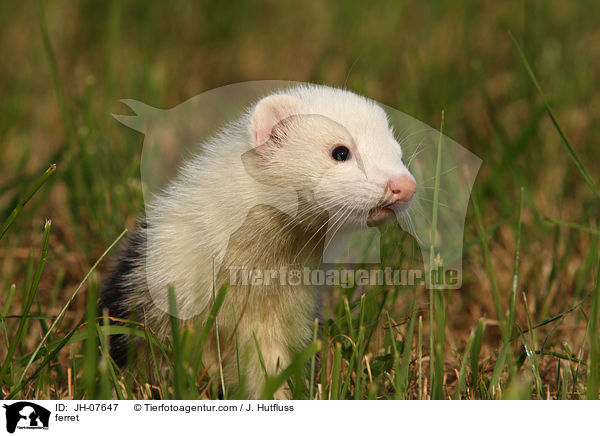 Frettchen / ferret / JH-07647