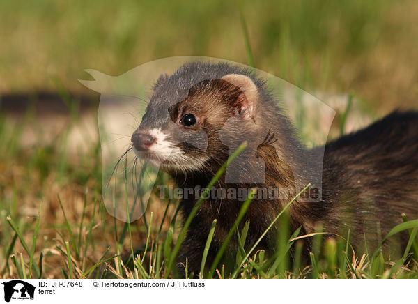 Frettchen / ferret / JH-07648