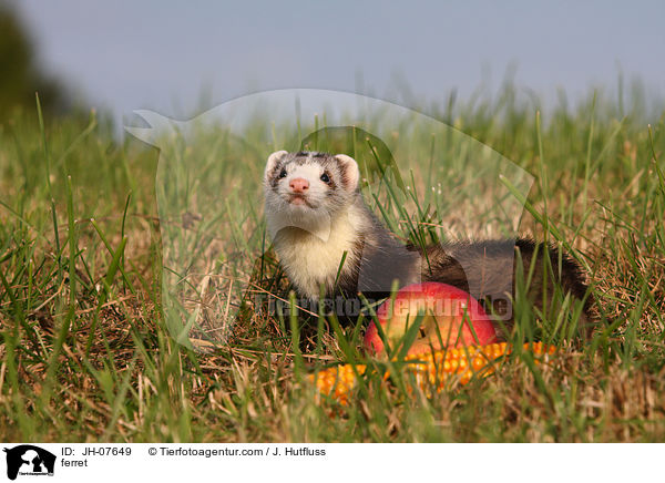 Frettchen / ferret / JH-07649