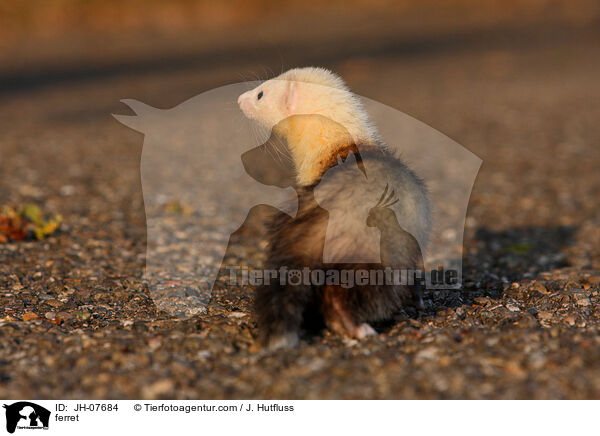 Frettchen / ferret / JH-07684