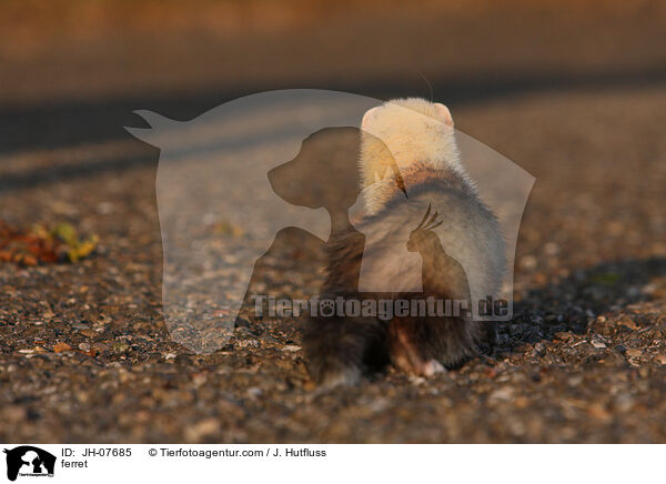 Frettchen / ferret / JH-07685