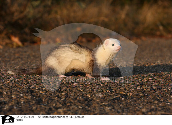 Frettchen / ferret / JH-07686