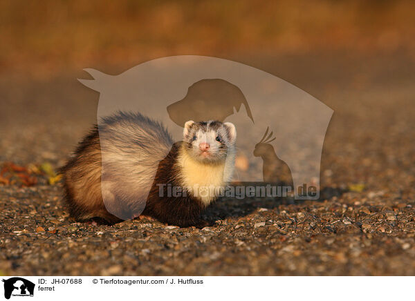 Frettchen / ferret / JH-07688