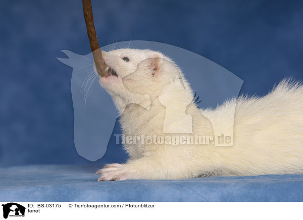 Frettchen / ferret / BS-03175