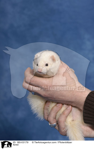 Frettchen / ferret / BS-03179