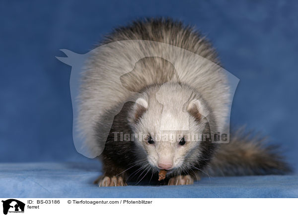 ferret / BS-03186