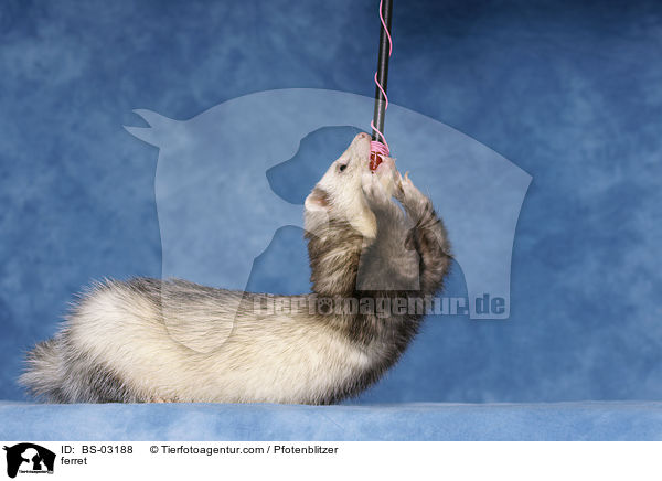 Frettchen / ferret / BS-03188
