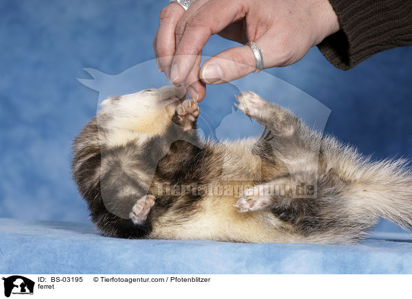 Frettchen / ferret / BS-03195