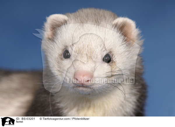 Frettchen / ferret / BS-03201