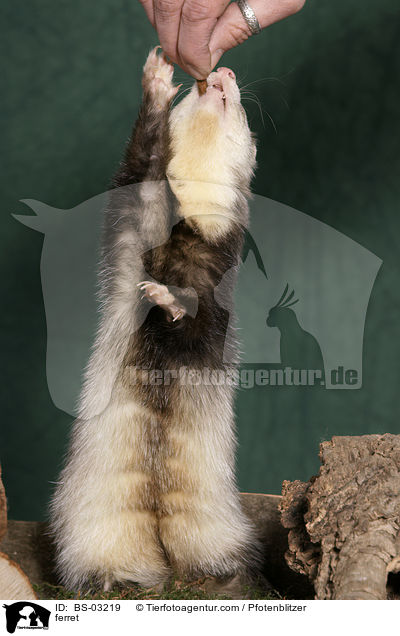 Frettchen / ferret / BS-03219