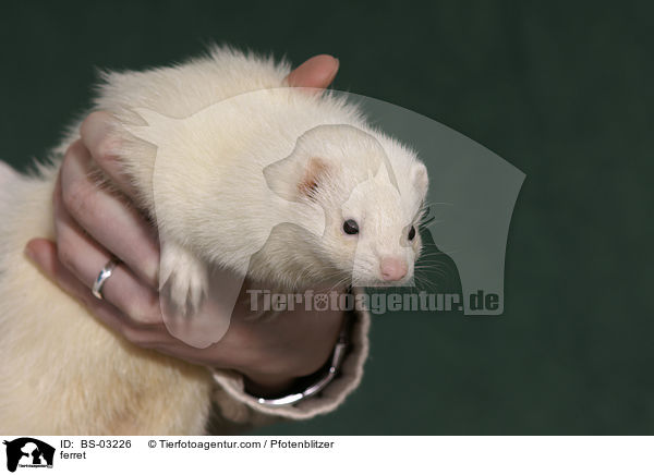 Frettchen / ferret / BS-03226