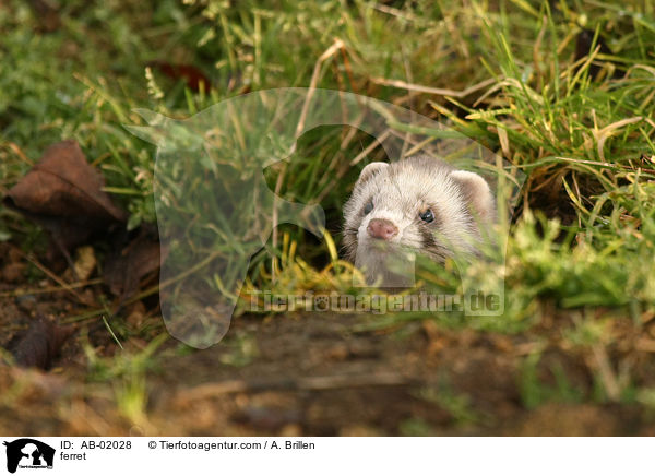 Frettchen / ferret / AB-02028